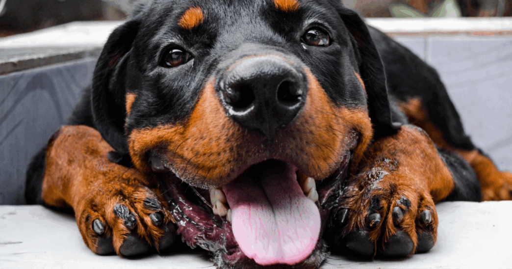 Cane Fedele Veglia Per Due Gio