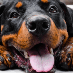 Cane Fedele Veglia Per Due Giorni Sulla Padrona Malata In Un Appartamento Di Via Bianchi A Torino