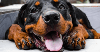 Cane Fedele Veglia Per Due Gio