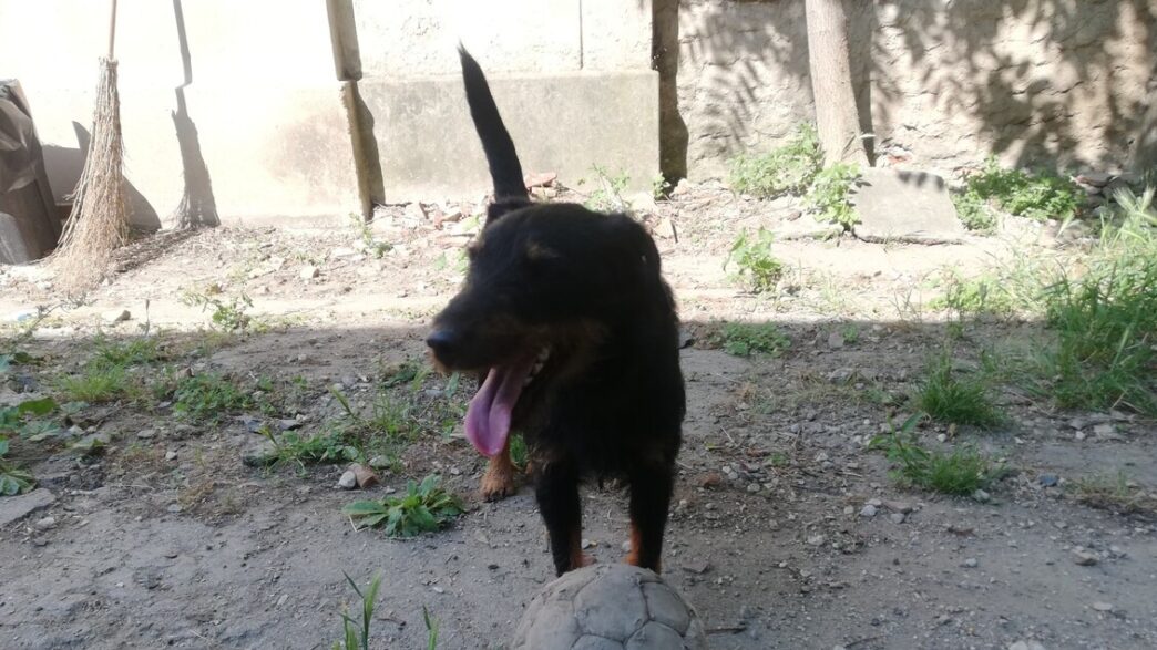 Cane Francese Ritrovato A Fire