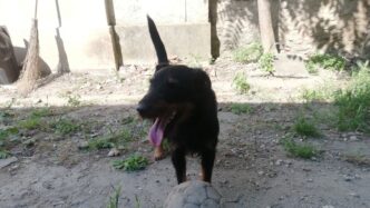 Cane Francese Ritrovato A Fire