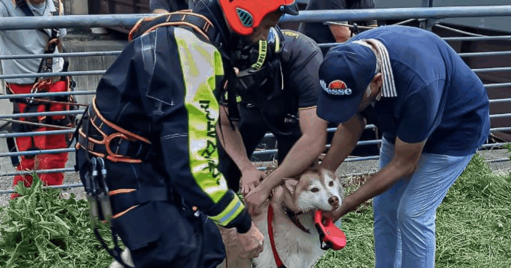 Cane In Pericolo Nella Dora Ri