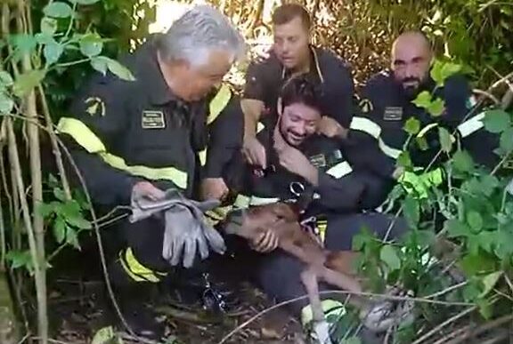 Cavallino Salvato Dai Vigili D