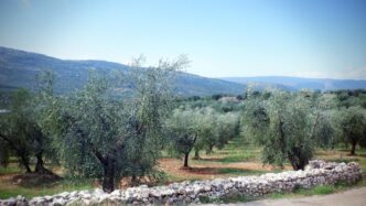 Centinaia Di Ulivi Colpiti Dal