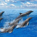 Come Lo Studio Dei Fischi Dei Delfini Aiuta La Ricerca Sulla Comunicazione Con Intelligenze Extraterrestri