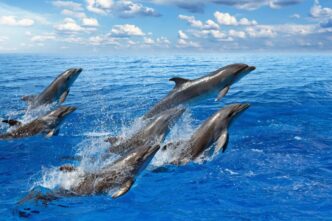 Come Lo Studio Dei Fischi Dei