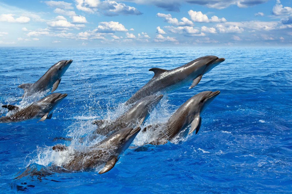Come Lo Studio Dei Fischi Dei