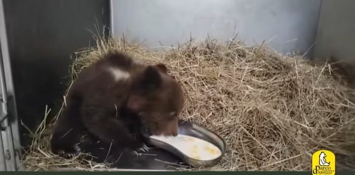 Cucciola Di Orso Bruno Marsica