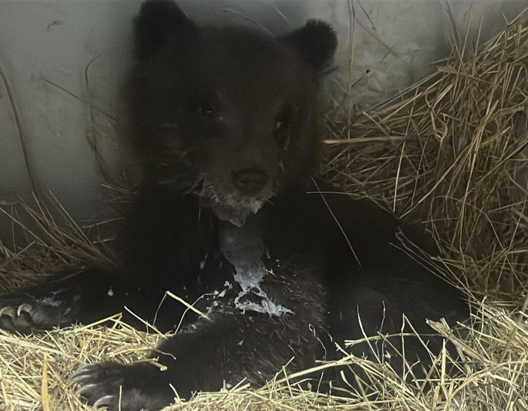 Cucciola Di Orso Marsicano Sal