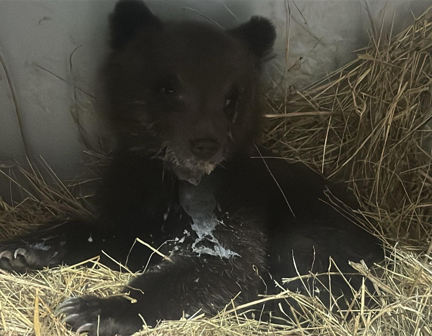 Cucciola Di Orso Marsicano Sal