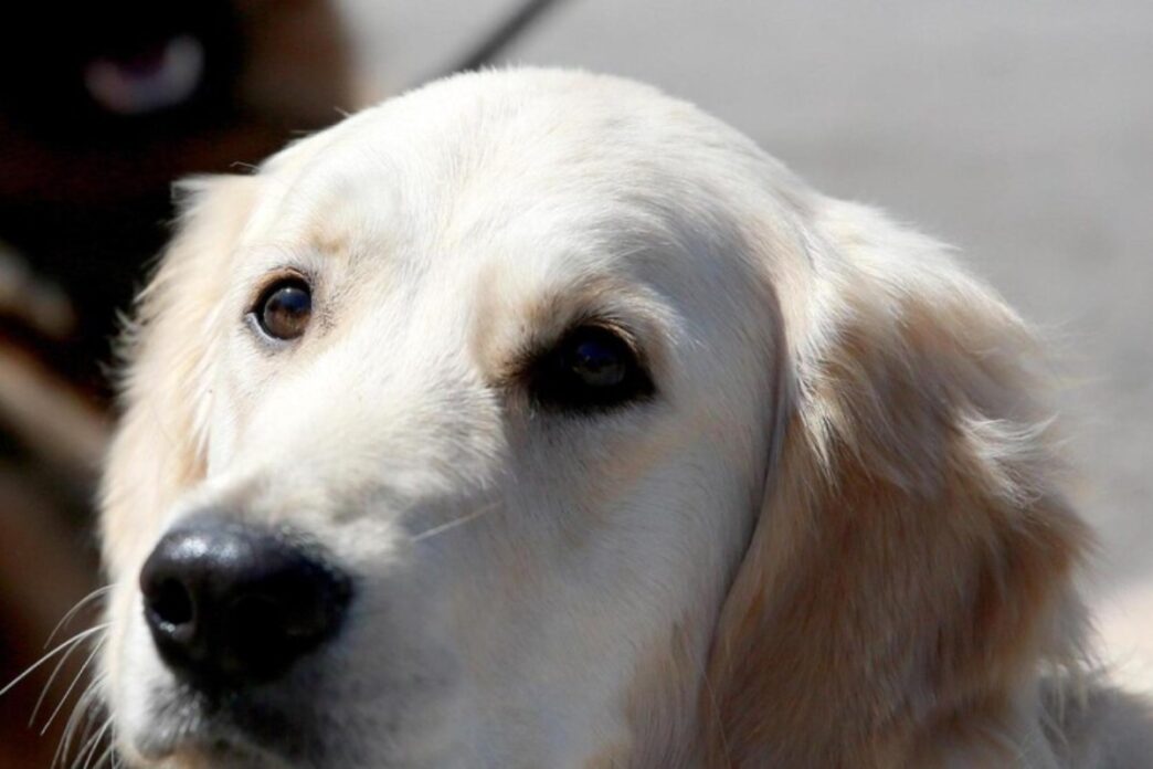 Cucciolo Di Cane Trovato Abban