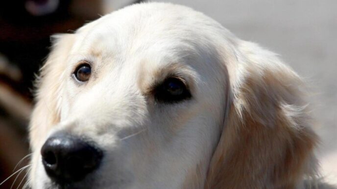 Cucciolo Di Cane Trovato Abban