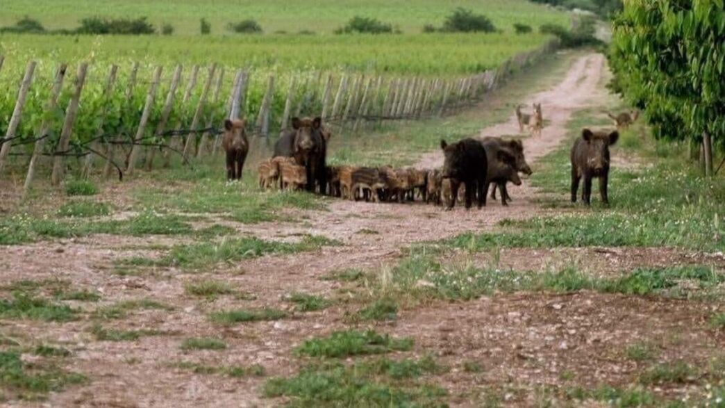 Danni Per Le28099Agricoltura Piemon