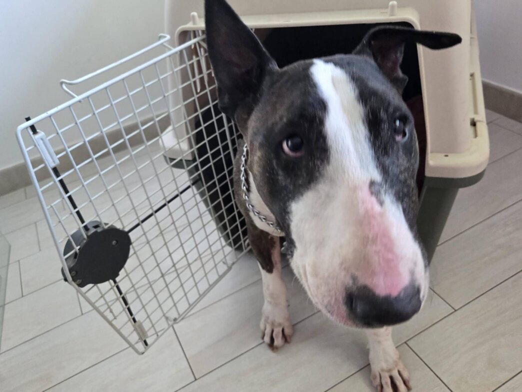 Ddl Su Reati Contro Gli Animal