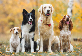 Dog Family Day A Latina Il 25