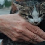 Donna Denunciata Per Aver Lanciato Due Gattini Dal Finestrino Sulla A16 Tra Napoli E Avellino