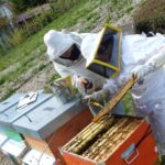 Donna Di 65 Anni Muore A Causa Di Uno Choc Anafilattico Provocato Da Una Puntura D’ape A Crocetta Del Montello