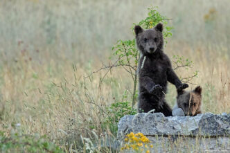 Due Cuccioli Di Orso Bruno Mar