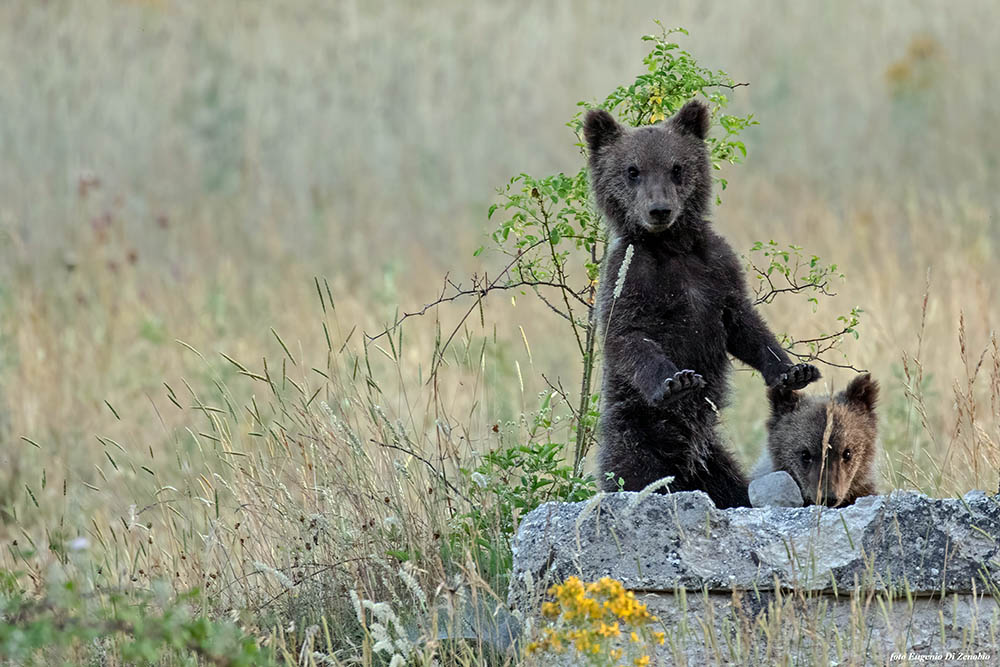 Due Cuccioli Di Orso Bruno Mar