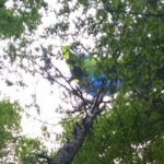 Due Parapendii Sospesi Tra I Rami, Piloti Soccorsi Sani In Val Cornosega E Casera Girotto