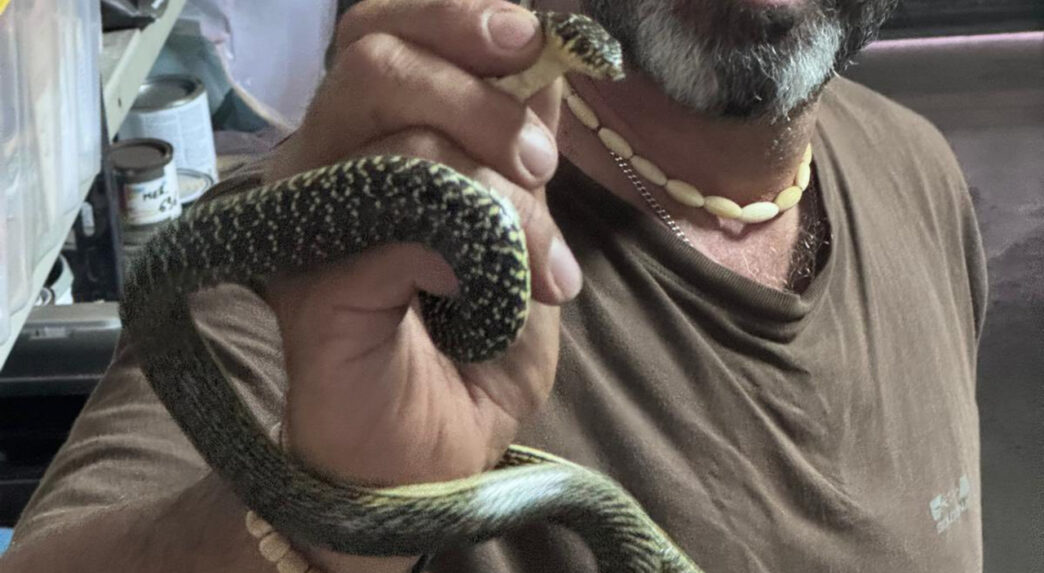 Due Serpenti Biacchi Catturati
