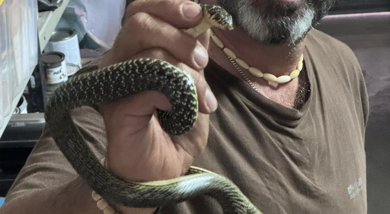 Due Serpenti Biacchi Catturati