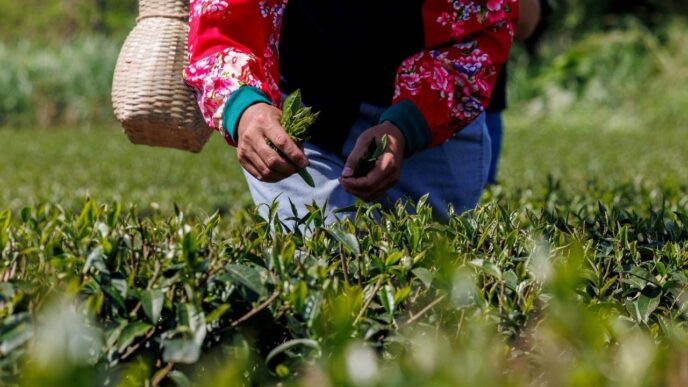 Economia Sabbatica E Sviluppo