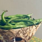 Fave E Pecorino, Piatto Tradizionale Romano Perfetto Per La Salute E Le Scampagnate Di Primavera