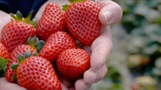 Fiera Dei Sapori Del Sud A Ven