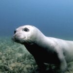 Foca Monaca Avvistata Per La Prima Volta Nei Mari Di Ischia Sopra L’isolotto Della Torre Di Sant’angelo