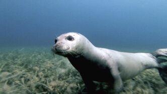 Foca Monaca Avvistata Per La P