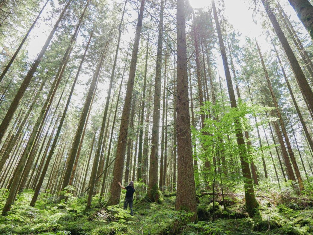 Foreste Che Emettono Pic3B9 Co2 D