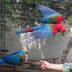 Furto Di Uccelli Dal Rifugio A Napoli, Il Presidente Spera In Un Ritorno Anonimo Degli Animali