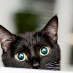 Gatto Ferito Da Pistola Ad Aria Compressa A Capodistria, È Caccia All’autore