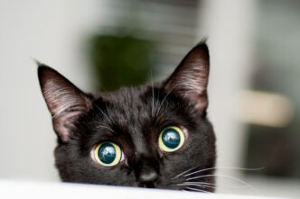 Gatto Ferito Da Pistola Ad Ari