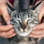 Gatto Nascosto Nel Motore Di Un’auto Percorre 80 Km Prima Di Essere Salvato Ad Agropoli