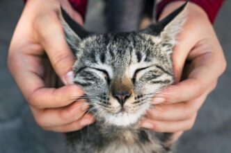 Gatto Nascosto Nel Motore Di U