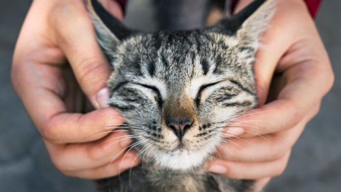 Gatto Nascosto Nel Motore Di U
