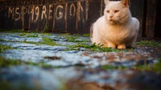 Gatto Trovato Con Ustioni Grav
