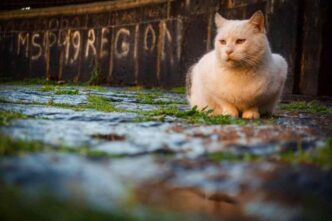 Gatto Trovato Con Ustioni Grav