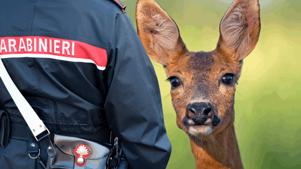 Giovane Capriolo Salvato Dopo