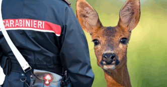 Giovane Capriolo Salvato Dopo