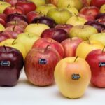 Gli Agricoltori Di Trento Affrontano Cambiamenti Climatici Con Modelli Di Cooperazione E Tutela Delle Risorse