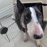 Gli Animali Domestici Potranno Viaggiare In Cabina Sugli Aerei: Novità In Arrivo Dal Mit E Enac