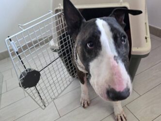 Gli Animali Domestici Potranno