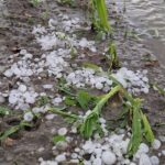 Grandinate E Piogge Intense Devastano Le Coltivazioni Nel Torinese: Danni Ingenti Tra Canavese E Pinerolese