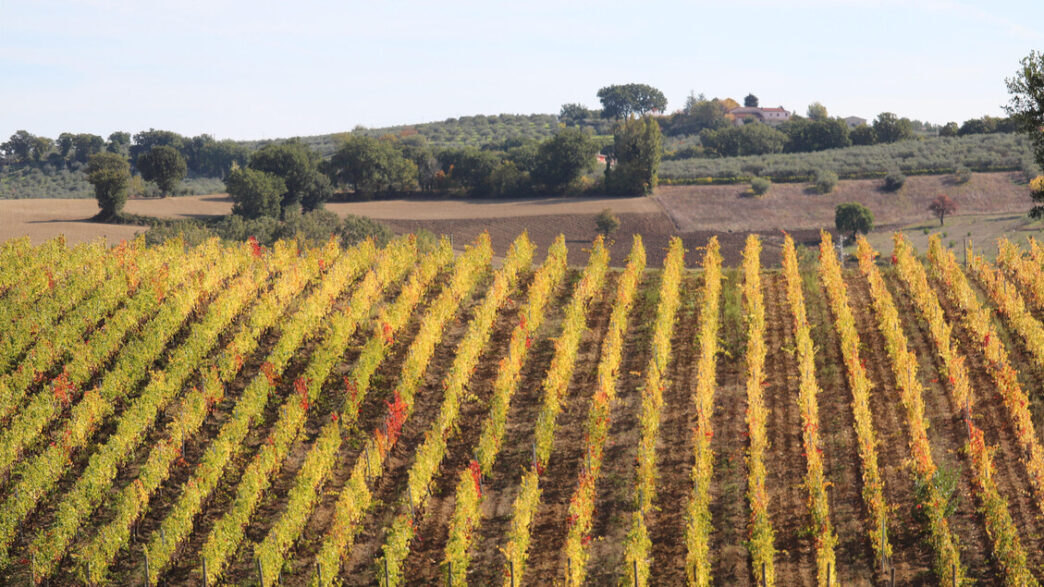 I Produttori Italiani Di Vino