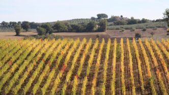 I Produttori Italiani Di Vino