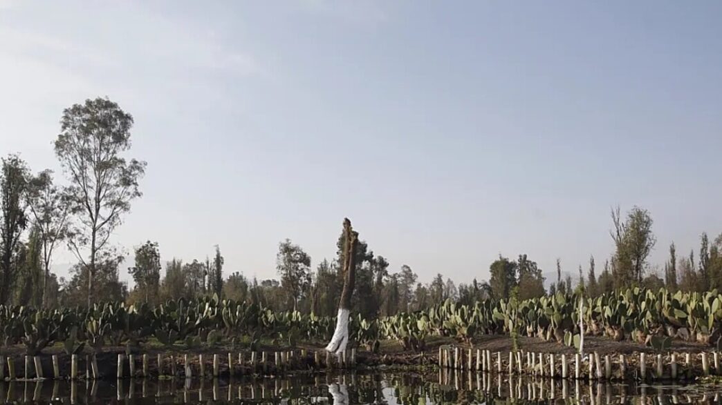 Il Messico Porta Le Chinampas2C