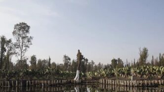 Il Messico Porta Le Chinampas2C